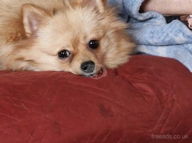 Female cream colour pomeranian for sale in St. Columb, Cornwall - Image 3