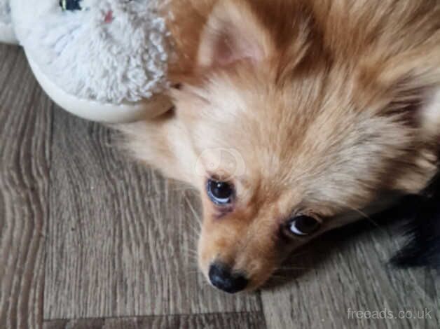 Female cream colour pomeranian for sale in St. Columb, Cornwall - Image 4