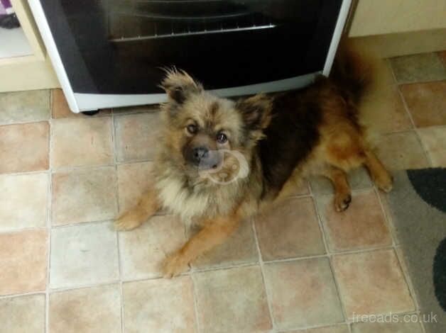 Female fox face Pomeranian for sale in Port Talbot, Neath Port Talbot - Image 2