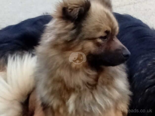 Female fox face Pomeranian for sale in Port Talbot, Neath Port Talbot - Image 3