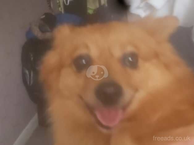 Female orange pomeraninan for sale in Sittingbourne, Kent - Image 2