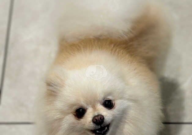 Female pom for sale in Londonderry, North Yorkshire