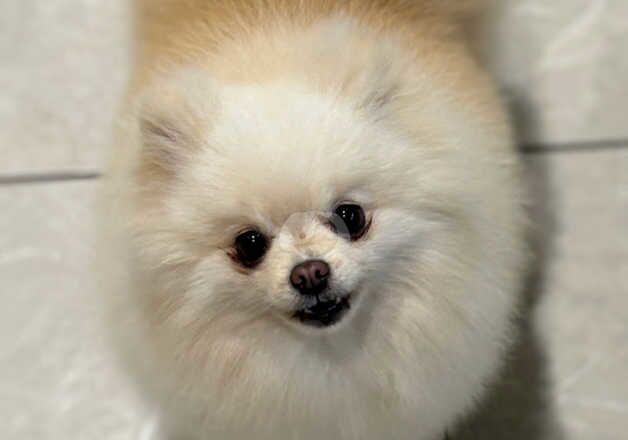 Pomeranians for sale in Londonderry, North Yorkshire