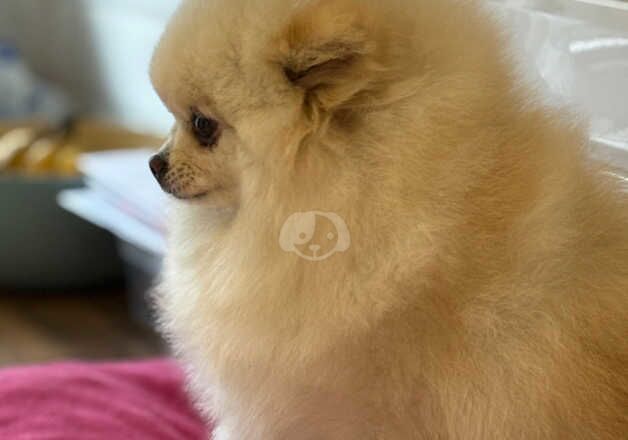 Female pom for sale in Londonderry, North Yorkshire - Image 3