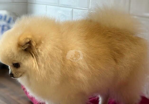 Pomeranian Puppies for sale