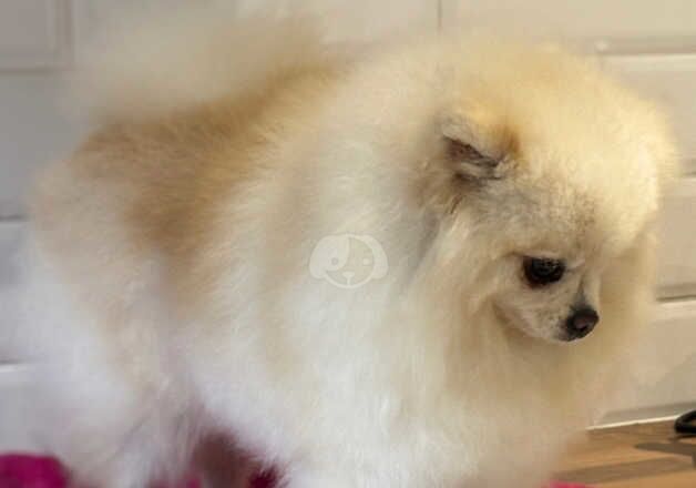 Female pom for sale in Londonderry, North Yorkshire - Image 5