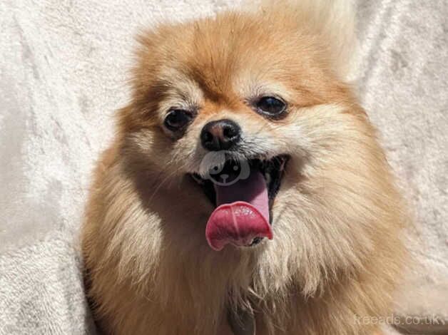 Female Pomeranian 6 years old for sale in Llanymynech, Powys