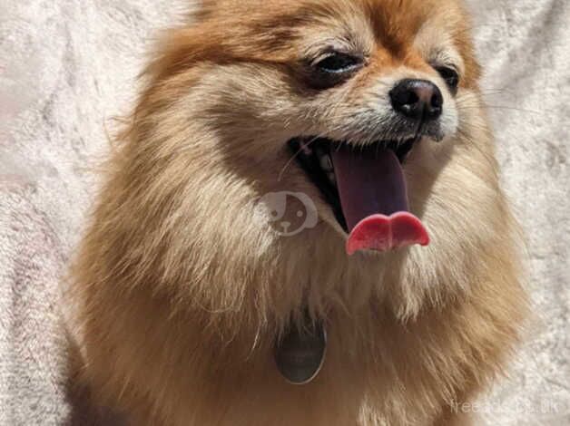 Female Pomeranian 6 years old for sale in Llanymynech, Powys - Image 2