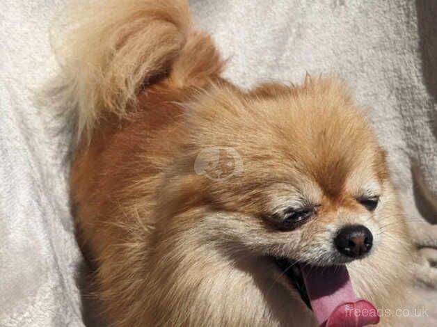 Female Pomeranian 6 years old for sale in Llanymynech, Powys - Image 3