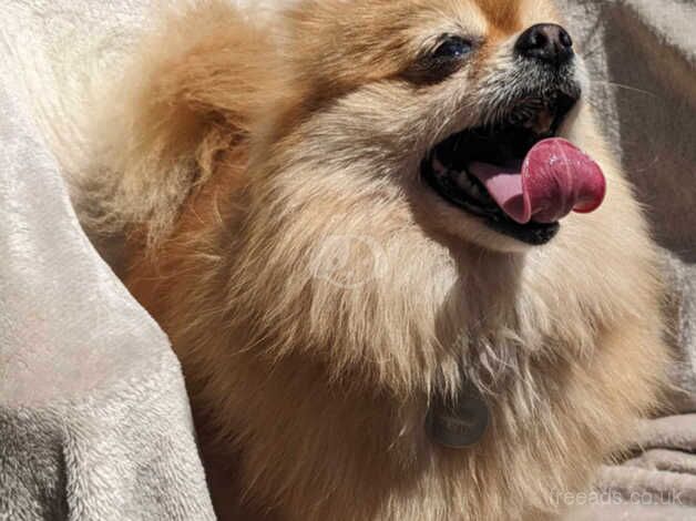 Female Pomeranian 6 years old for sale in Llanymynech, Powys - Image 4