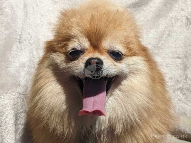 Female Pomeranian 6 years old for sale in Llanymynech, Powys - Image 5