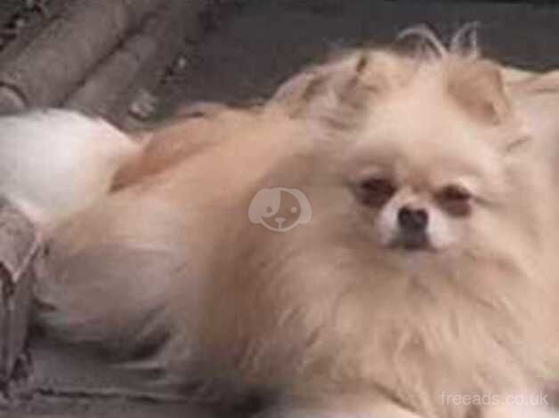 Female Pomeranian for sale in Greenwich, Greenwich, Greater London