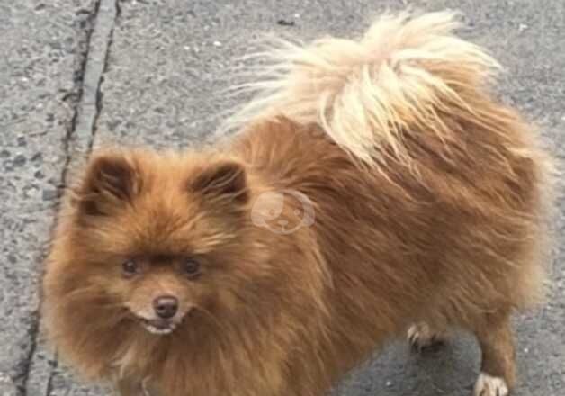 Female Pomeranian for sale in Merthyr Tydfil, Merthyr Tydfil