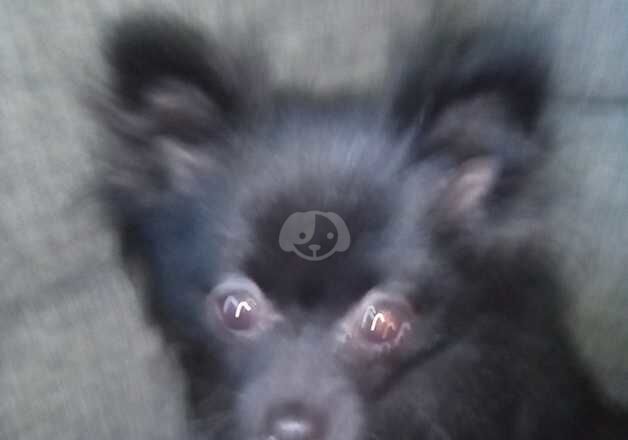 Female Pomeranian for sale in Stowmarket, Suffolk