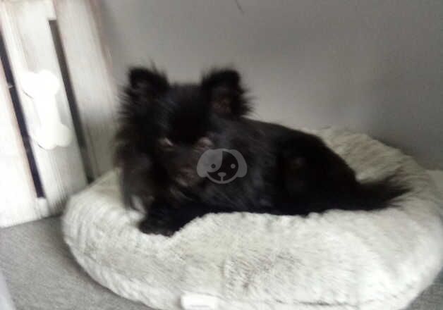 Female Pomeranian for sale in Stowmarket, Suffolk - Image 3