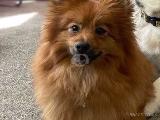 Female Pomeranian for sale in Sunderland, Cumbria