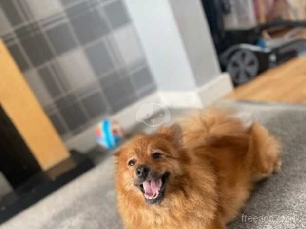 Female Pomeranian for sale in Sunderland, Cumbria - Image 2