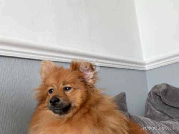 Female Pomeranian for sale in Sunderland, Cumbria - Image 3