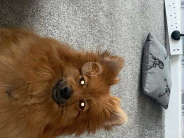 Female Pomeranian for sale in Sunderland, Cumbria - Image 4