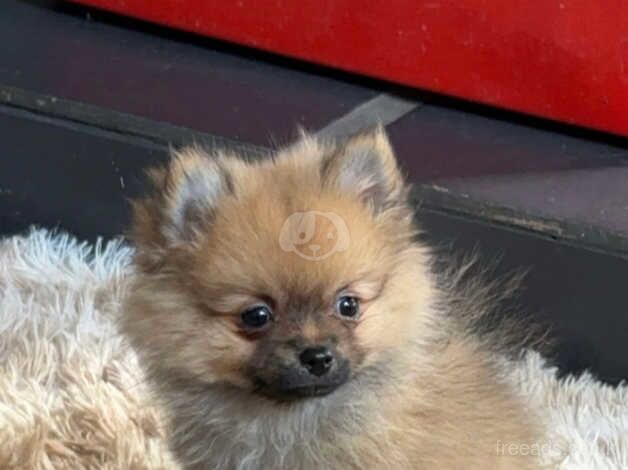 Female Pomeranian puppy for sale in Bishop Auckland, County Durham