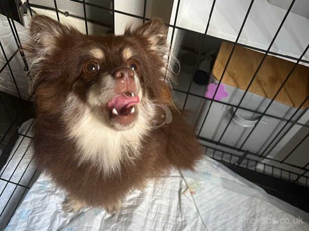 Fluffy Chocolate And Tan Pomeranian Puppy for sale in Tividale, West Midlands