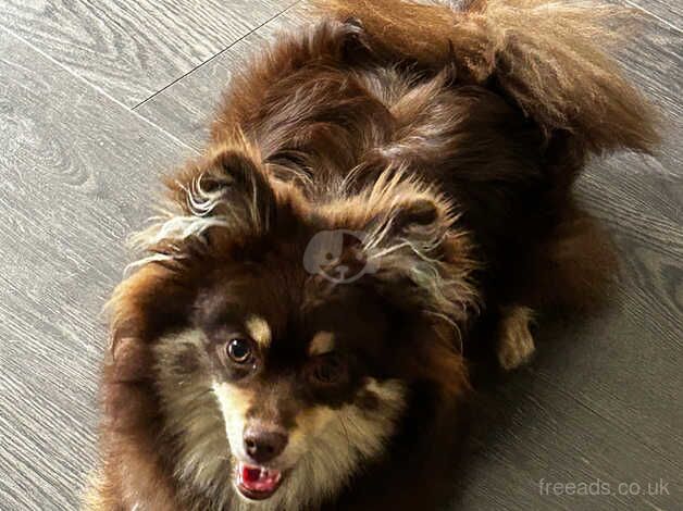 Fluffy Chocolate And Tan Pomeranian Puppy for sale in Tividale, West Midlands - Image 2