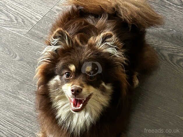 Fluffy Chocolate And Tan Pomeranian Puppy for sale in Tividale, West Midlands - Image 3