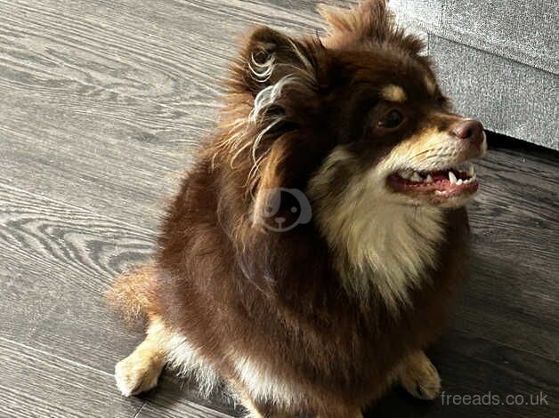 Fluffy Chocolate And Tan Pomeranian Puppy for sale in Tividale, West Midlands - Image 4