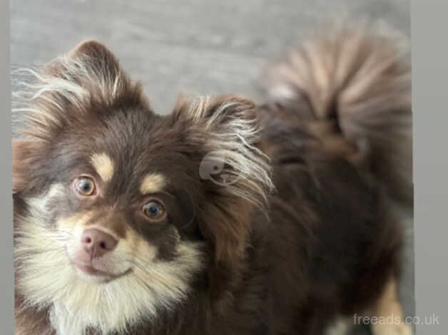 Fluffy Chocolate And Tan Pomeranian Puppy for sale in Tividale, West Midlands - Image 5