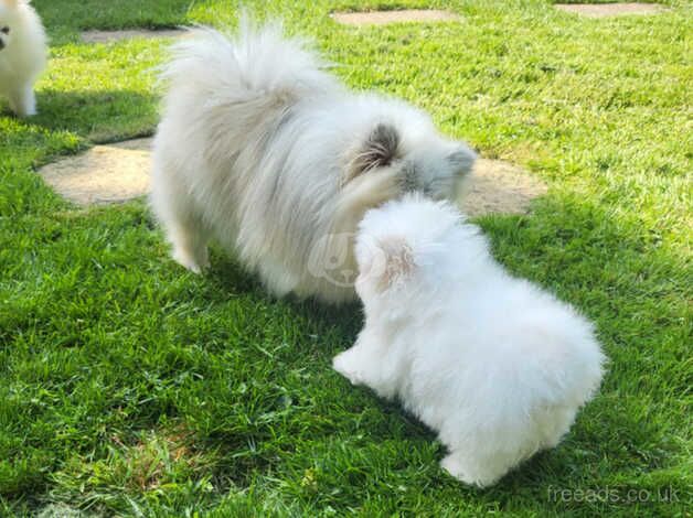 Fluffy creamy pomeranian boy for sale in Tamworth, Staffordshire