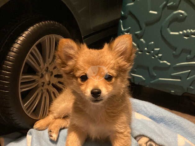 Fluffy little girl pomeranian looking for her forever home for sale in Swansea - Image 1