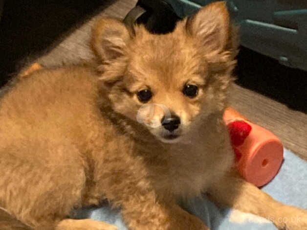 Fluffy little girl pomeranian looking for her forever home for sale in Swansea - Image 2