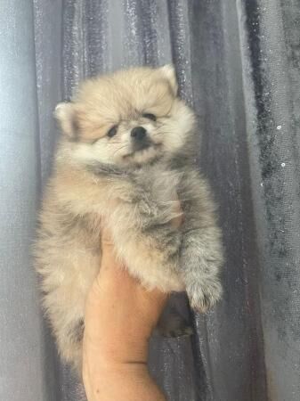 fluffy pomchi puppies very small for sale in Bromley, Bromley, Greater London - Image 1