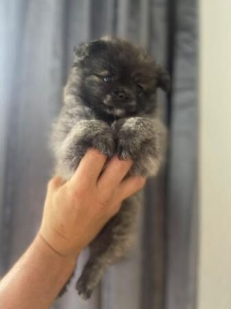 fluffy pomchi puppies very small for sale in Bromley, Bromley, Greater London - Image 2