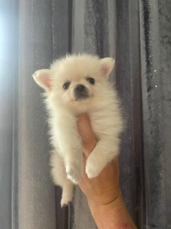 fluffy pomchi puppies very small for sale in Bromley, Bromley, Greater London - Image 3