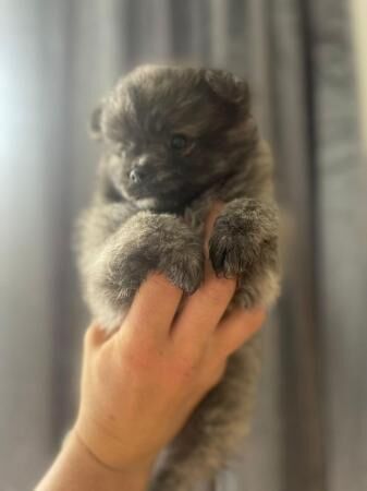 fluffy pomchi puppies very small for sale in Bromley, Bromley, Greater London - Image 4