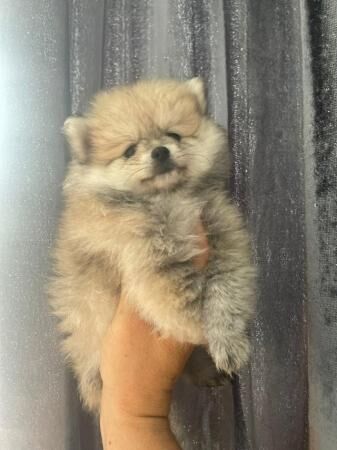 fluffy pomchi puppies very small for sale in Bromley, Bromley, Greater London - Image 5