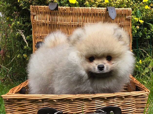 Fluffy Pomeranian Boy KC registered for sale in Brentwood, Essex