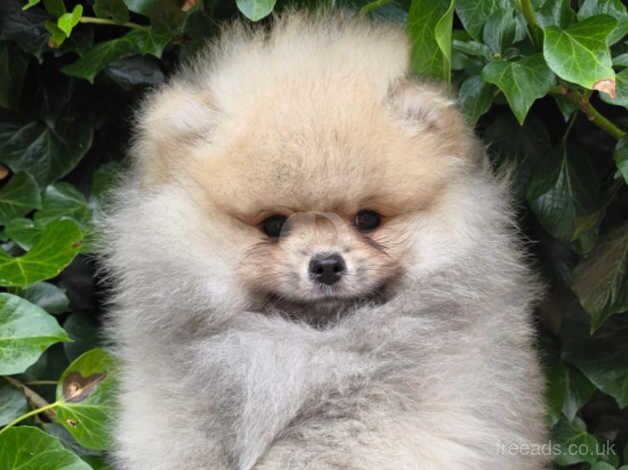 Fluffy Pomeranian Boy KC registered for sale in Brentwood, Essex - Image 2