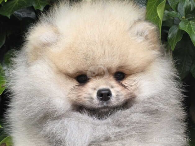 Fluffy Pomeranian Boy KC registered for sale in Brentwood, Essex - Image 3