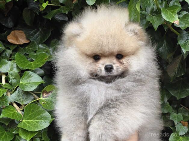 Fluffy Pomeranian Boy KC registered for sale in Brentwood, Essex - Image 5