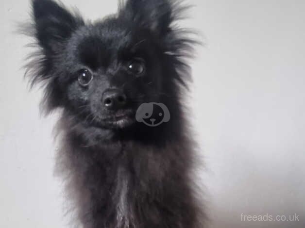 Pomeranian Puppies for sale in East Sussex