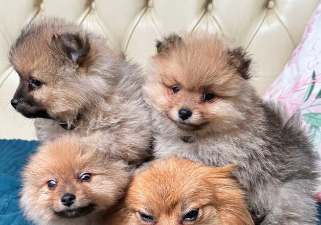 Fluffy Pomeranian Puppy for sale in Newham, Northumberland