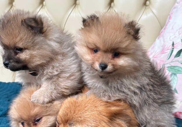 Fluffy Pomeranian Puppy for sale in Newham, Northumberland - Image 3