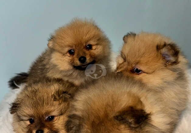 Pomeranian Puppies for sale