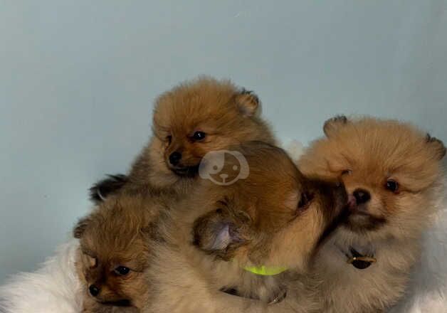 Fluffy Pomeranian Puppy for sale in Newham, Northumberland - Image 5