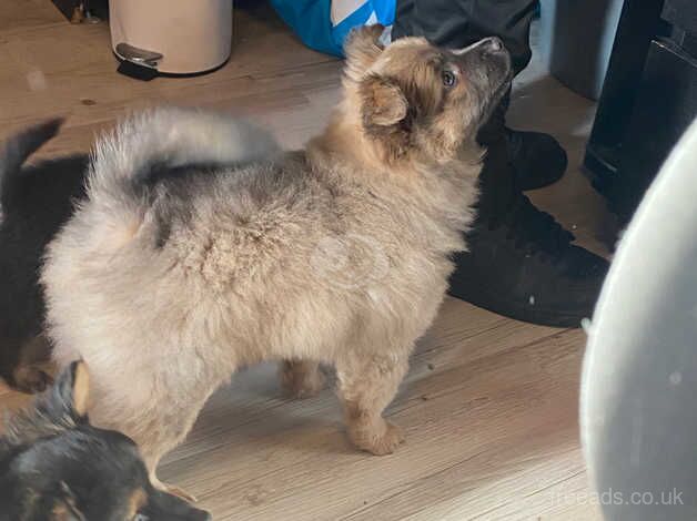 Fluffy puppies for sale in Dartford, Kent - Image 1