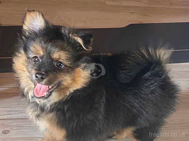 Fluffy puppies for sale in Dartford, Kent - Image 3