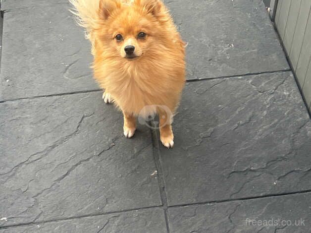 Fox face Pomeranian for sale in Bristol