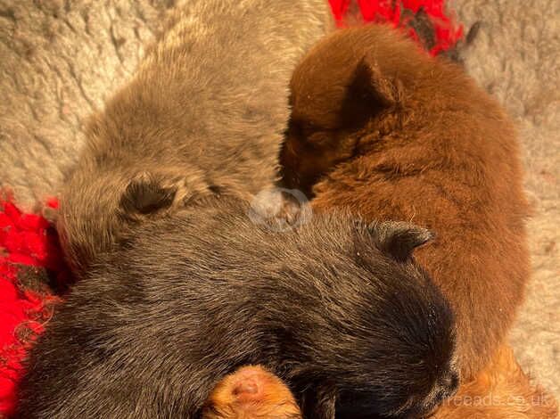 Fox face pomeranian puppies for sale in Billingham, County Durham - Image 1